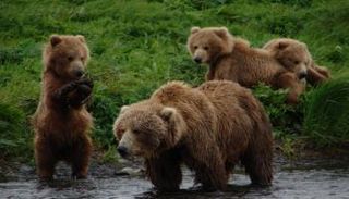 دببة بُنية- أرشيفية