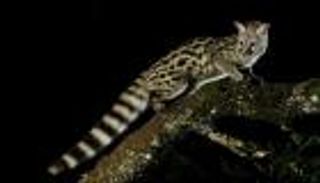 الصين تدرج 500 نوع على قائمة حماية الحياة البرية