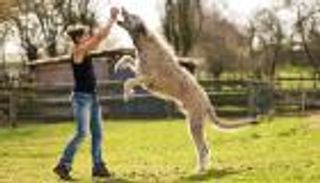 فيديو.. هل شاهدت كلبا بهذا الحجم الضخم من قبل؟