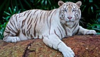 نمر بنجالي أبيض - أرشيفية