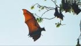 كورونا والغطاء النباتي.. علاقة معقدة تهدد البشرية بمئات الفيروسات