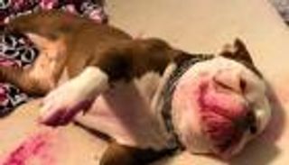 عاشت اللحظة الأكثر رعبا في حياتها.. والسبب "أحمر شفاه وكلبة"