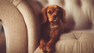 تصريح لممثل خامنئي عن الكلاب يثير الجدل