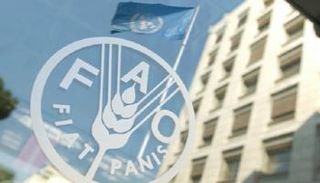 منظمة الأغذية والزراعة للأمم المتحدة "الفاو"