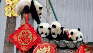 مظاهر الاحتفال بالسنة القمرية