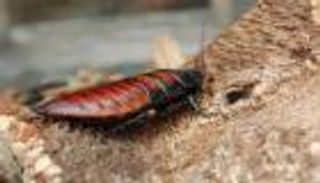 "صرصور باسم الحبيب".. طريقة مبتكرة للاحتفال بـ"الفلانتين" 