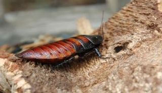 صرصور من نوع الفحاح المدغشقري