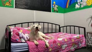 كلب في فندق 