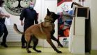 دراسة: الكلاب تحدد مصابي كورونا بنسبة 94٪