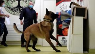 أحد الكلاب أثناء تعرفه على أماكن تواجد فيروس كورونا 