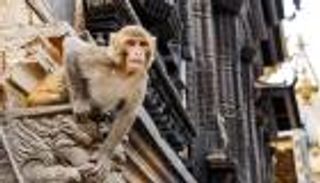 خطفتها من السرير.. عصابة "القرود" تنهي حياة رضيعة