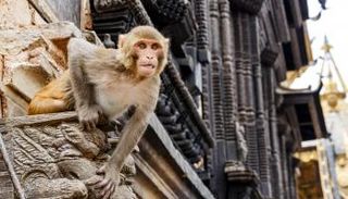 قردة تخطف رضيعة عمرها 8 أيام وتنهي حياتها بشكل مروّع- أرشيفية