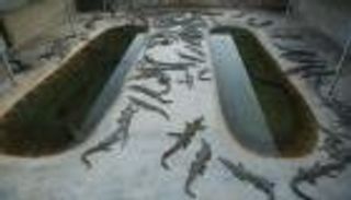 مزرعة تماسيح إثيوبية.. مكاسب بددها سوء التخطيط