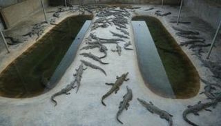 مزرعة التماسيح  بجنوب إثيوبيا