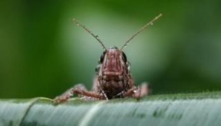 الجراد يدمر كل ما يقع في طريقه من مزروعات