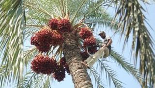 مهنة طالع النخلة مهددة بالاندثار