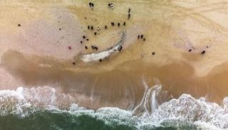 الحوت النافق