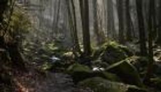 طارده ضباط وكلاب ومروحيات لـ6 أيام.. نهاية قصة "رجل الغابة السوداء"