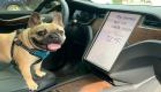 بالصور.. "وضع الكلب" من تسلا يشعل تويتر