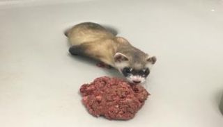 استنساخ حيوان النمس أسود الأقدام في أمريكا