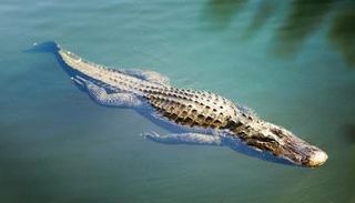 العثور على سمكة تشبه التمساح في سنغافورة- أرشيفية