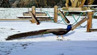 الطاووس كيفين منارة أمل سكان لندن الذي أكلته الثعالب