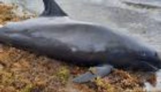 نفوق أكثر من 100 دولفين قبالة سواحل موزمبيق