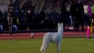 فيديو.. كلب يوقف مباراة في الدوري السويسري