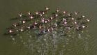 بعد تناولها "رصاص الصيادين".. نفوق طيور نحام في اليونان