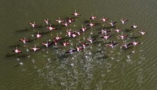 طيور نحام تحلق في سماء جزيرة ساموس اليونانية