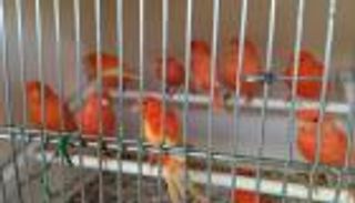 فرنسا تُسكت أصوات العصافير بإغلاق سوق الطيور التاريخية