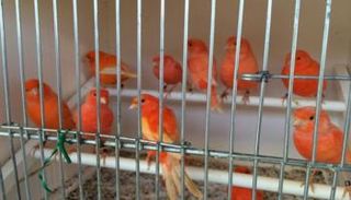 إغلاق سوق تاريخية للطيور بفرنسا- أرشيفية