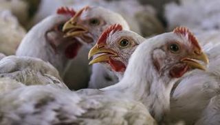 دواجن (أرشيفية)