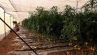 رواد الأعمال الشباب.. ريادة إماراتية في قطاع الإنتاج الزراعي