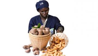 ساحل العاج المنتج الرئيسي للكاجو في العالم