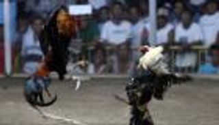 ديك يقتل رجلا بسكين ثم يهرب.. كيف فعل ذلك؟