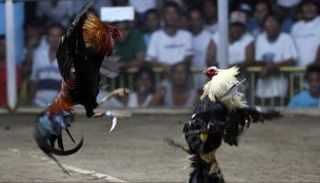 مصارعة الديوك في الهند - أرشيفية