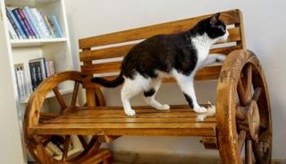 مقهى للقطط في دبي