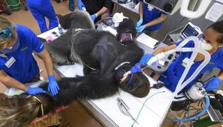 غوريلا تخضع للعلاج من فيروس كورونا