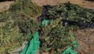 سيارة "مسروقة" ترشد عن مخزن مخدرات في المغرب