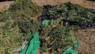 القنب الهندي المضبوط