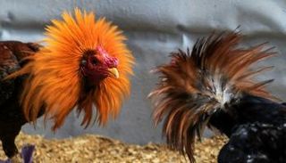 ديكان يستعدان للمنازلة في هافانا 