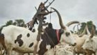 الأبقار في جنوب السودان.. نزاع يلف حبال الموت