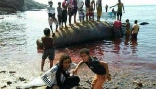 حوت العنبر النافق