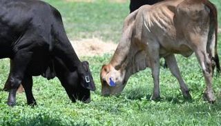 أبقار تحمل خلف أذنها جهازا ذكيا- المصدر بي بي سي