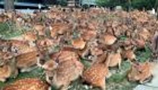 قتل غزالا أتلف سيارته.. اعتقال ياباني بتهمة "انتهاك الممتلكات الثقافية"