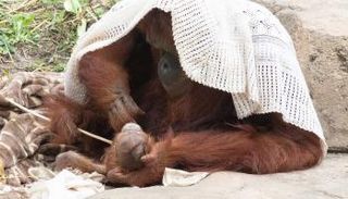 ولادة حيوان من فصيلة إنسان الغاب في أمريكا