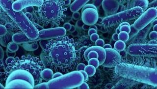 شكل ميكروبيوم الأمعاء تحت المجهر