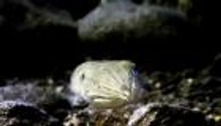 الحبار يفاجئ العلماء بـ"قدرات خاصة".. اجتاز "اختبار المارشميلو"