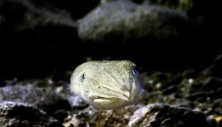 الحبار يملك قدرة على ضبط النفس والتعلم في ظل الظروف المتغيرة